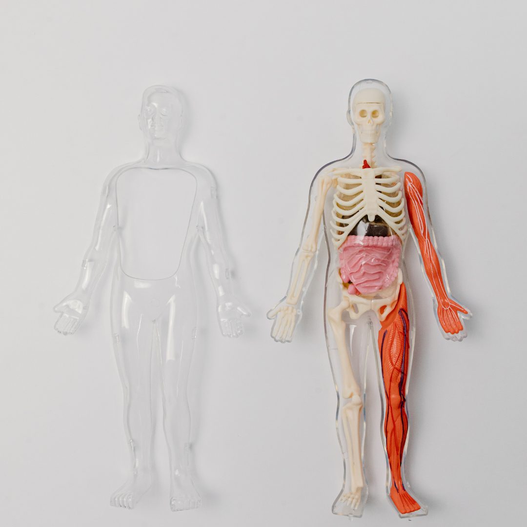 El Cuerpo Humano